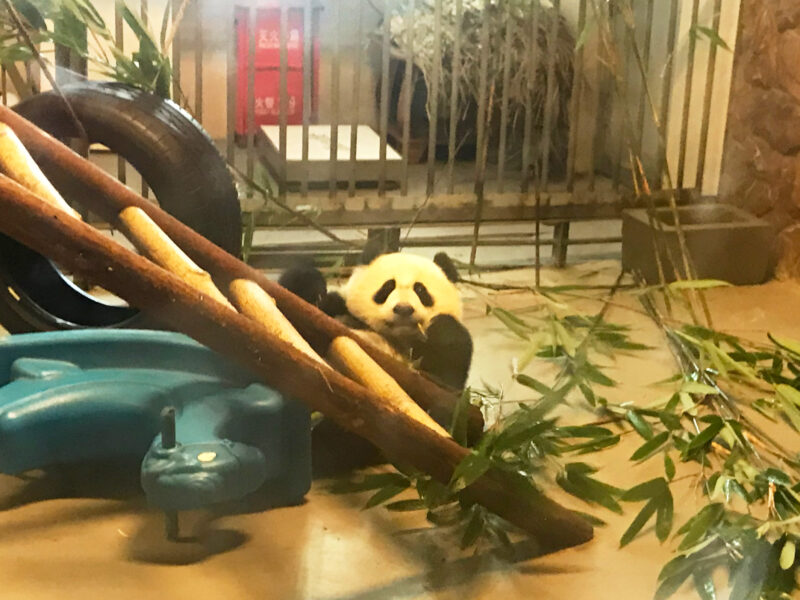 成都ジャイアントパンダ繁殖研究基地の笹を食べる幼年パンダ