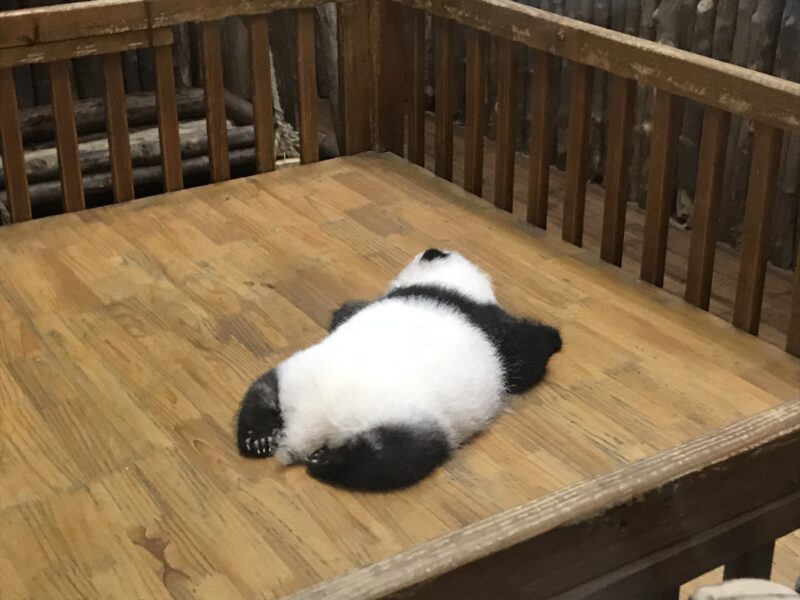 成都ジャイアントパンダ繁殖研究基地の赤ちゃんパンダ