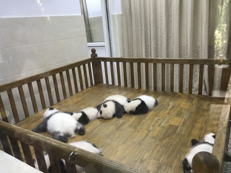 成都ジャイアントパンダ繁殖研究基地の赤ちゃんパンダたち