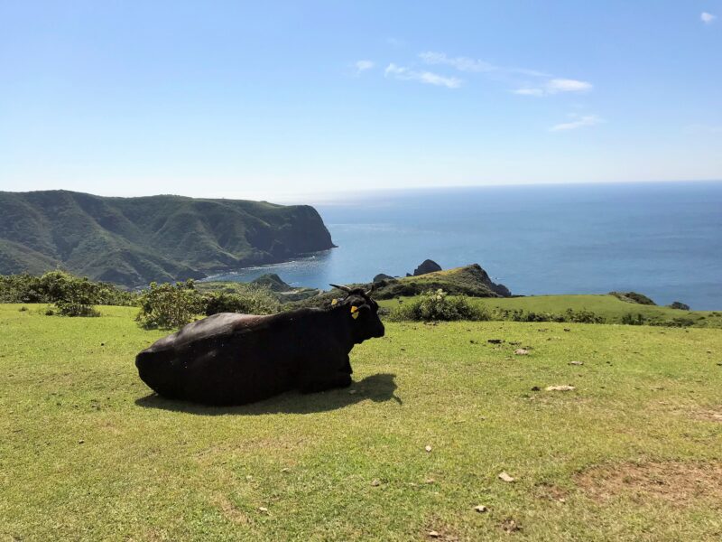摩天崖の草むらに横たわる牛