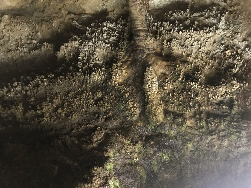 大滝鍾乳洞の「地下のシャボテン」