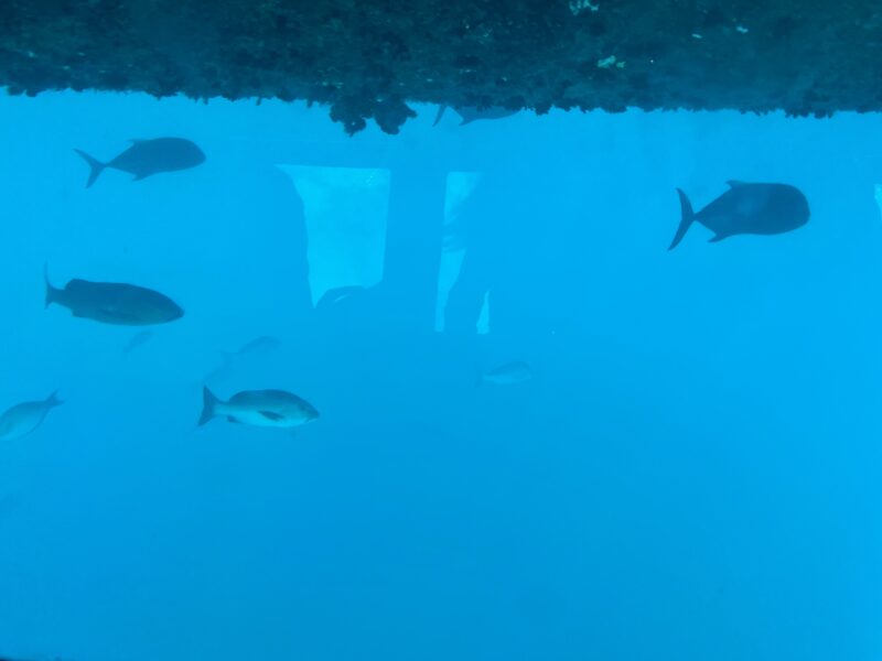 半潜水艇から見える魚たち