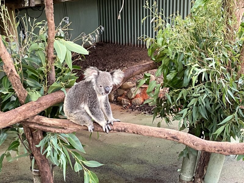 コアラ＆ワイルドライフパークのコアラ