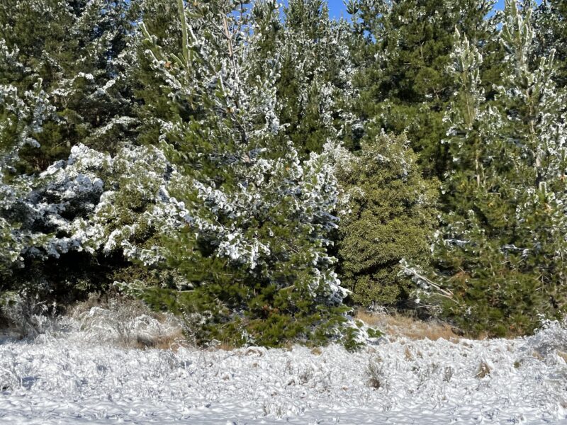 雪がついた木々