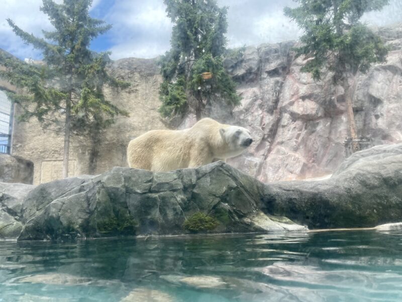 旭山動物園のホッキョクグマ