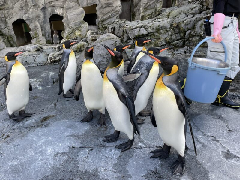 ペンギンのもぐもぐタイム