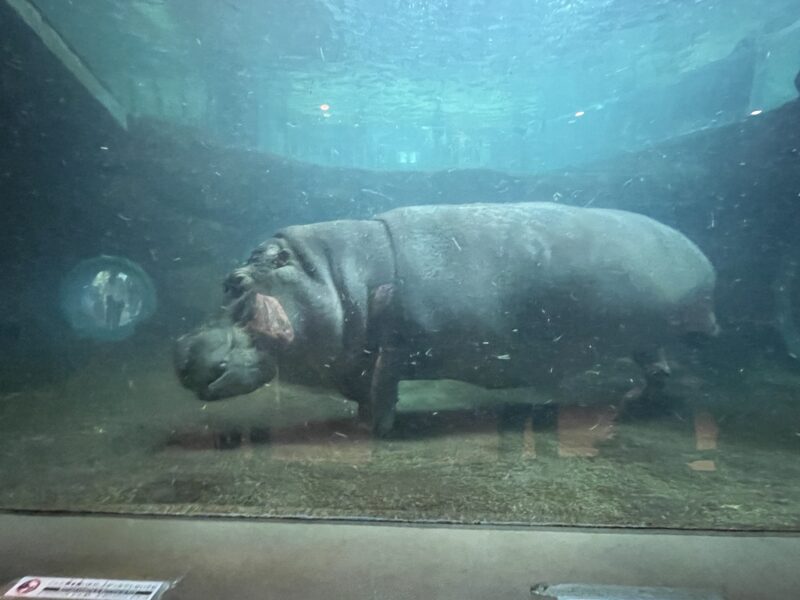 水底を歩くカバ