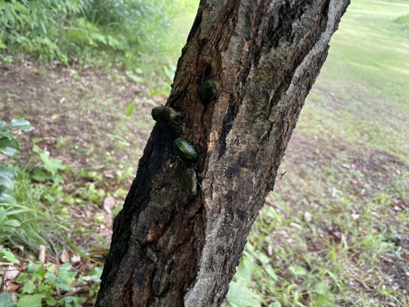 園内ネイチャーガイドウォーク